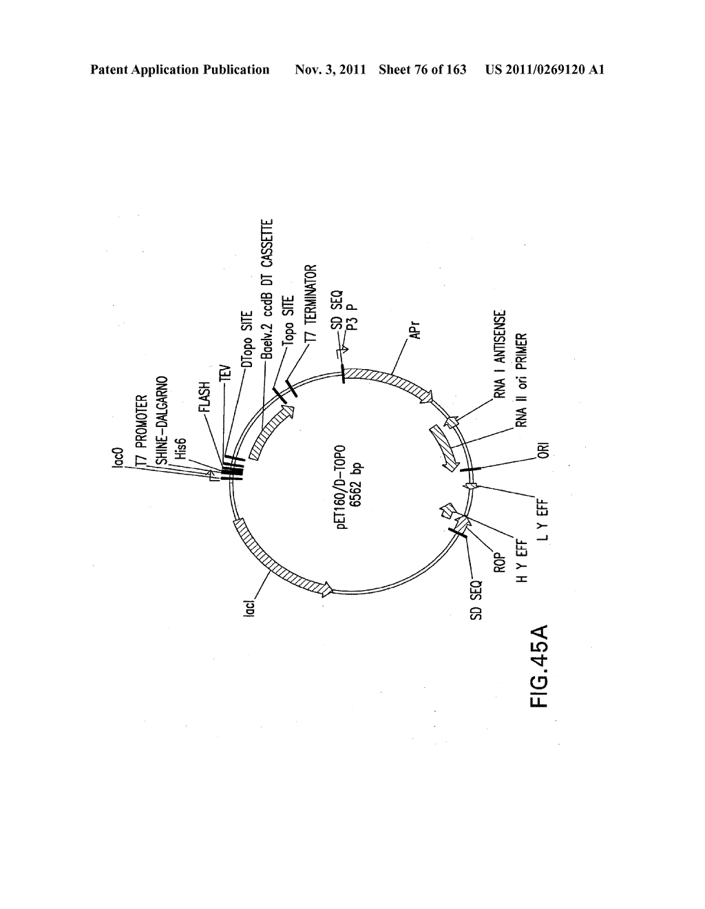 METHODS AND COMPOSITIONS FOR DETECTING PROMOTER ACTIVITY AND EXPRESSING     FUSIONPROTEINS - diagram, schematic, and image 77