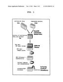 TARGET PROTEIN AND TARGET GENE FOR DRUG DISCOVERY, AND SCREENING METHOD diagram and image