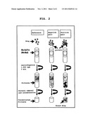 TARGET PROTEIN AND TARGET GENE FOR DRUG DISCOVERY, AND SCREENING METHOD diagram and image