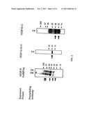 Expression Vectors and Cell Lines Expressing Vascular Endothelial Growth     Factor D, and Method of Treating Melanomas diagram and image