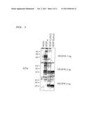 Expression Vectors and Cell Lines Expressing Vascular Endothelial Growth     Factor D, and Method of Treating Melanomas diagram and image