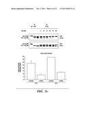 REGULATORS OF NFAT diagram and image