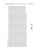 REGULATORS OF NFAT diagram and image