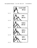 ANTIBODIES AGAINST VASCULAR ENDOTHELIAL GROWTH FACTOR RECEPTOR-1 diagram and image