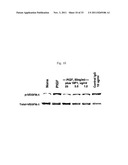 ANTIBODIES AGAINST VASCULAR ENDOTHELIAL GROWTH FACTOR RECEPTOR-1 diagram and image