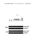 ANTIBODIES AGAINST VASCULAR ENDOTHELIAL GROWTH FACTOR RECEPTOR-1 diagram and image