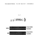 ANTIBODIES AGAINST VASCULAR ENDOTHELIAL GROWTH FACTOR RECEPTOR-1 diagram and image