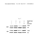 ANTIBODIES AGAINST VASCULAR ENDOTHELIAL GROWTH FACTOR RECEPTOR-1 diagram and image