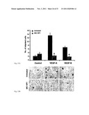 ANTIBODIES AGAINST VASCULAR ENDOTHELIAL GROWTH FACTOR RECEPTOR-1 diagram and image