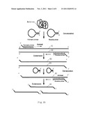 LOOP-SHAPED PRIMER USED IN NUCLEIC ACID AMPLIFICATION AND THE USE THEREOF diagram and image