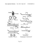 LOOP-SHAPED PRIMER USED IN NUCLEIC ACID AMPLIFICATION AND THE USE THEREOF diagram and image