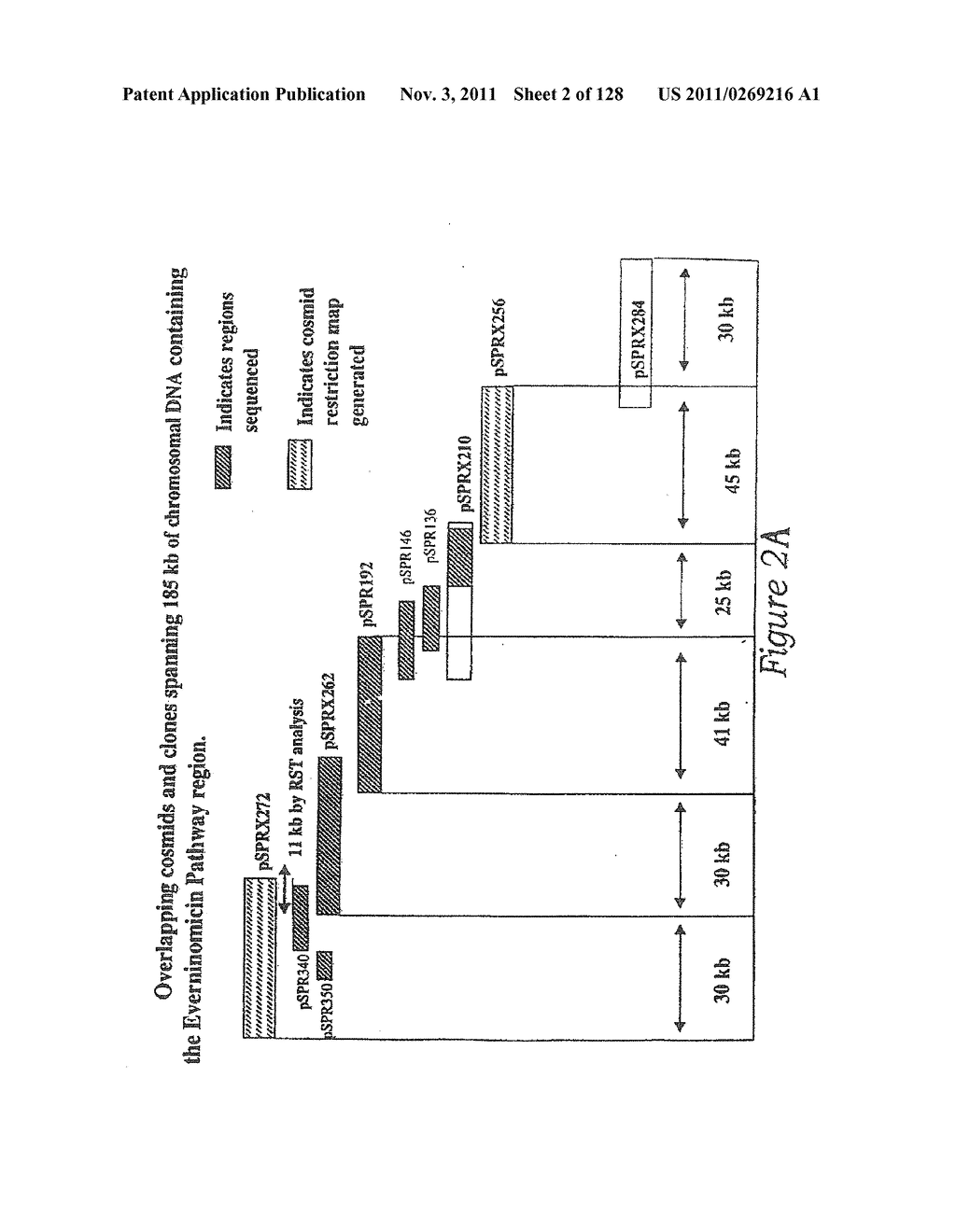 EVERNINOMICIN BIOSYNTHETIC GENES - diagram, schematic, and image 03