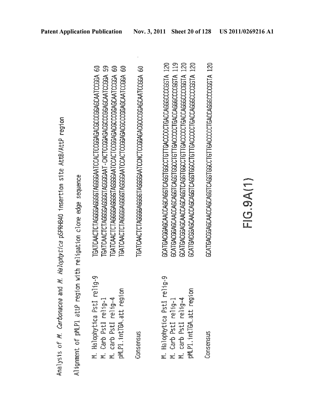 EVERNINOMICIN BIOSYNTHETIC GENES - diagram, schematic, and image 21