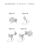 PROTEOGLYCAN-BINDING PEPTIDES THAT MODULATE STEM CELL BEHAVIOR diagram and image