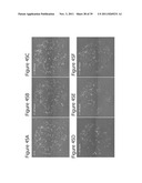 PROTEOGLYCAN-BINDING PEPTIDES THAT MODULATE STEM CELL BEHAVIOR diagram and image