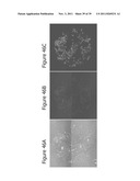 PROTEOGLYCAN-BINDING PEPTIDES THAT MODULATE STEM CELL BEHAVIOR diagram and image