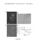 SYSTEMS AND METHODS RELATED TO OPTICAL NANOSENSORS COMPRISING     PHOTOLUMINESCENT NANOSTRUCTURES diagram and image