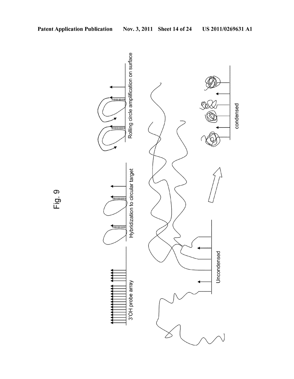 Amplification and Analysis of Selected Targets on Solid Supports - diagram, schematic, and image 15