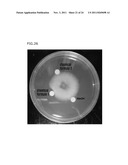 Novel Cyclic Pentadepsipeptide Derivative and Fusarium Strain Producing     The Same diagram and image