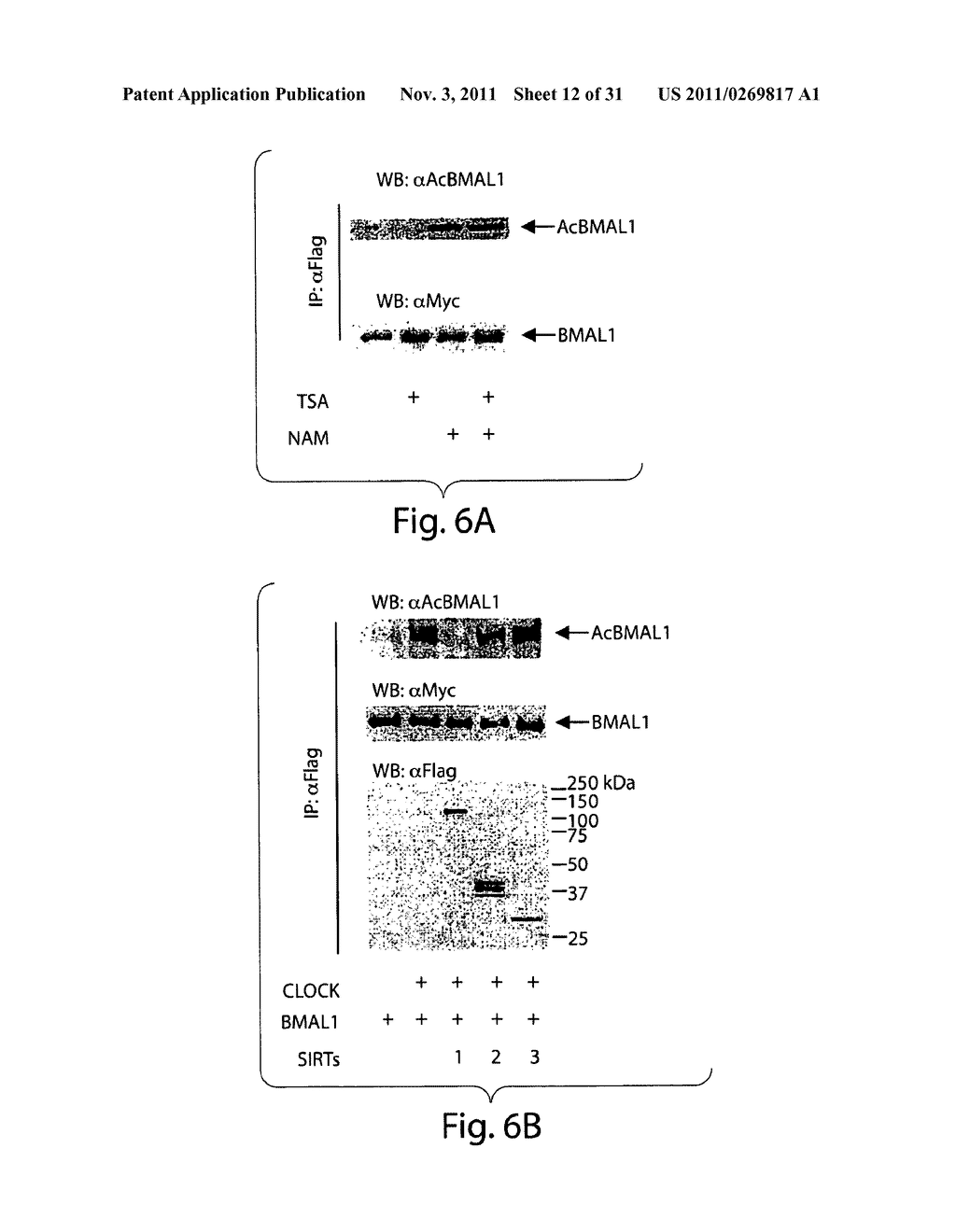 COMPOSITIONS AND METHODS RELATED TO SIRT1 FUNCTION - diagram, schematic, and image 13