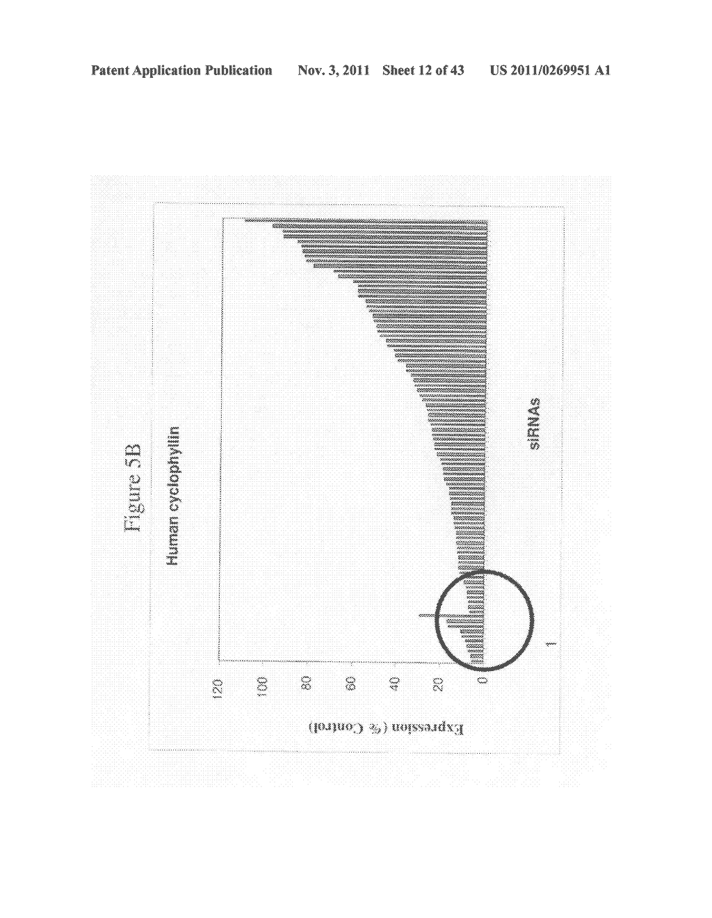 siRNA targeting cyclin-dependent kinase inhibitor 1B (p27, Kip1) (CDKN1B) - diagram, schematic, and image 13