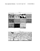 PLASMA METHOD AND APPARATUS FOR RECOVERY OF PRECIOUS METALS diagram and image