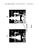 Antibody-Targeted Carrier For Contrast Agents diagram and image