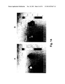 Antibody-Targeted Carrier For Contrast Agents diagram and image