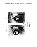 Antibody-Targeted Carrier For Contrast Agents diagram and image