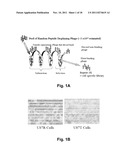 BRAIN TUMOR TARGETING PEPTIDES AND METHODS diagram and image