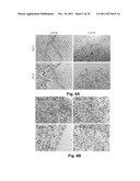 BRAIN TUMOR TARGETING PEPTIDES AND METHODS diagram and image