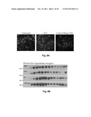 BRAIN TUMOR TARGETING PEPTIDES AND METHODS diagram and image