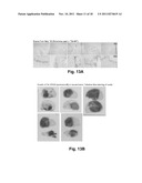 BRAIN TUMOR TARGETING PEPTIDES AND METHODS diagram and image