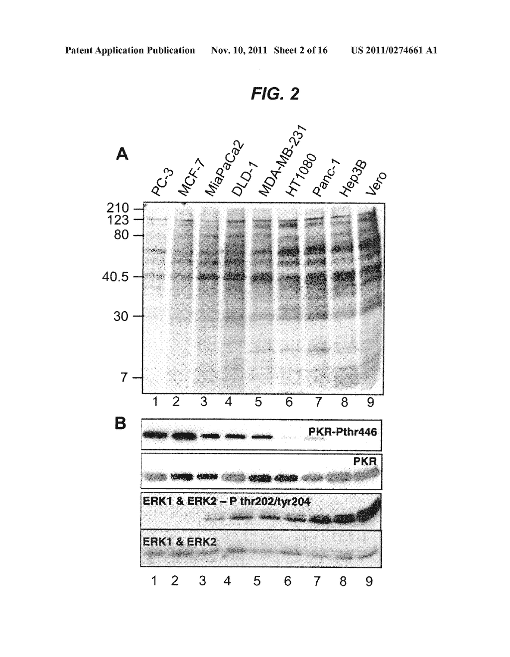 Attentuated Herpesvirus Encoding a Mek Pathway Polypeptide - diagram, schematic, and image 03