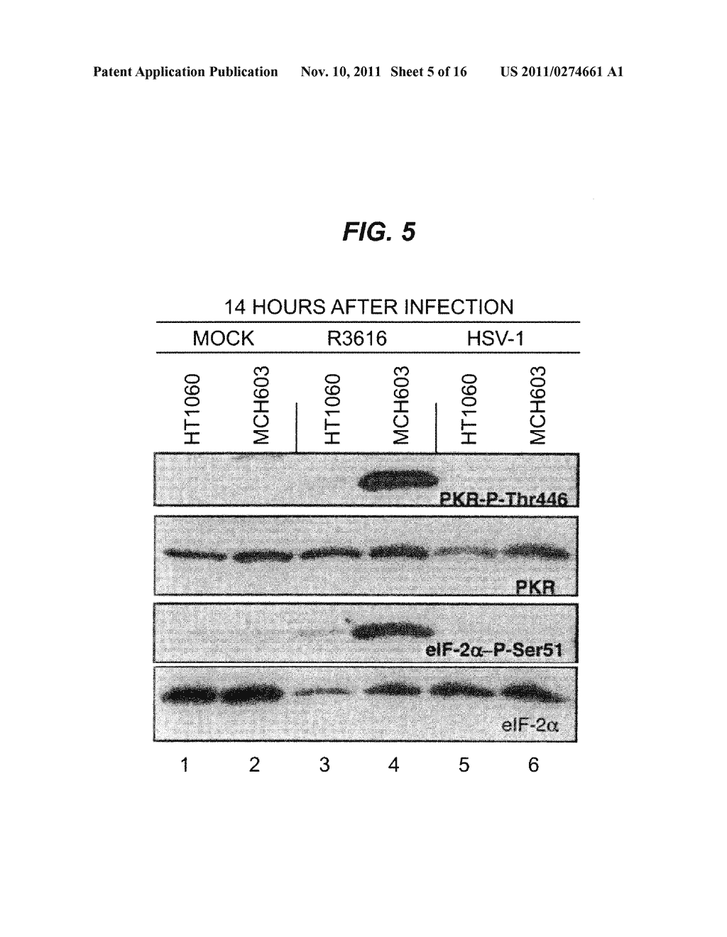 Attentuated Herpesvirus Encoding a Mek Pathway Polypeptide - diagram, schematic, and image 06