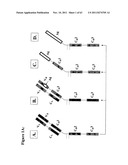 METHODS AND COMPOSITIONS TO GENERATE AND CONTROL THE EFFECTOR PROFILE OF T     CELLS BY SIMULTANEOUS LOADING AND ACTIVATION OF SELECTED SUBSETS OF     ANTIGEN PRESENTING CELLS diagram and image