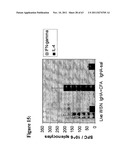 METHODS AND COMPOSITIONS TO GENERATE AND CONTROL THE EFFECTOR PROFILE OF T     CELLS BY SIMULTANEOUS LOADING AND ACTIVATION OF SELECTED SUBSETS OF     ANTIGEN PRESENTING CELLS diagram and image