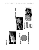 METHODS AND COMPOSITIONS TO GENERATE AND CONTROL THE EFFECTOR PROFILE OF T     CELLS BY SIMULTANEOUS LOADING AND ACTIVATION OF SELECTED SUBSETS OF     ANTIGEN PRESENTING CELLS diagram and image