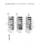 METHODS AND COMPOSITIONS TO GENERATE AND CONTROL THE EFFECTOR PROFILE OF T     CELLS BY SIMULTANEOUS LOADING AND ACTIVATION OF SELECTED SUBSETS OF     ANTIGEN PRESENTING CELLS diagram and image