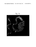 ALLOSTERIC CONTROL OF PROTEINS BY MANIPULATING MECHANICAL TENSION diagram and image