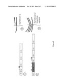 PROTEOGLYCAN SPLICE VARIANTS AS THERAPEUTICS AND DIAGNOSTICS FOR AMYLOID     DISEASES diagram and image