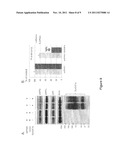 PROTEOGLYCAN SPLICE VARIANTS AS THERAPEUTICS AND DIAGNOSTICS FOR AMYLOID     DISEASES diagram and image