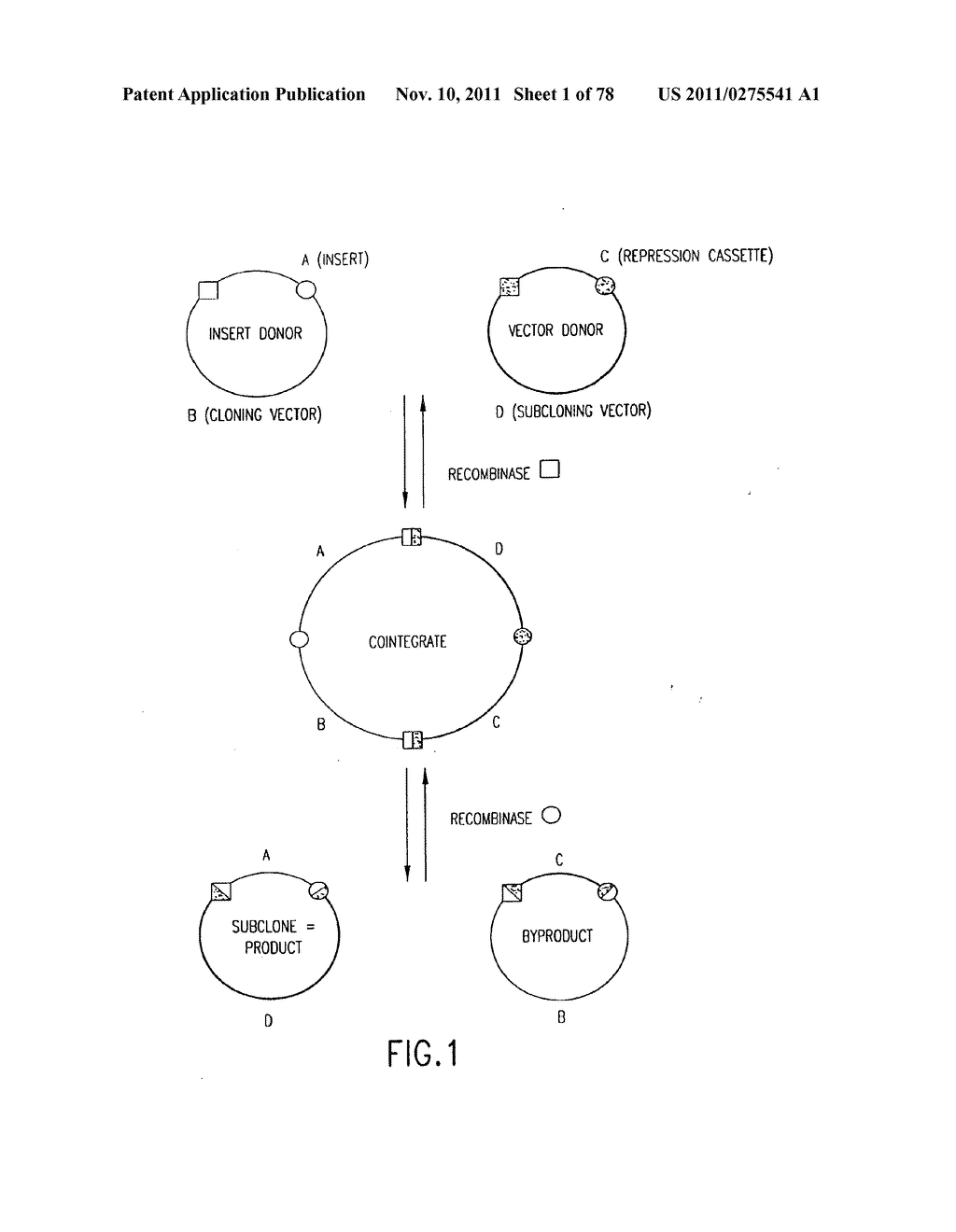 USE OF MULTIPLE RECOMBINATION SITES WITH UNIQUE SPECIFICITY IN     COMBINATIONAL CLONING - diagram, schematic, and image 02