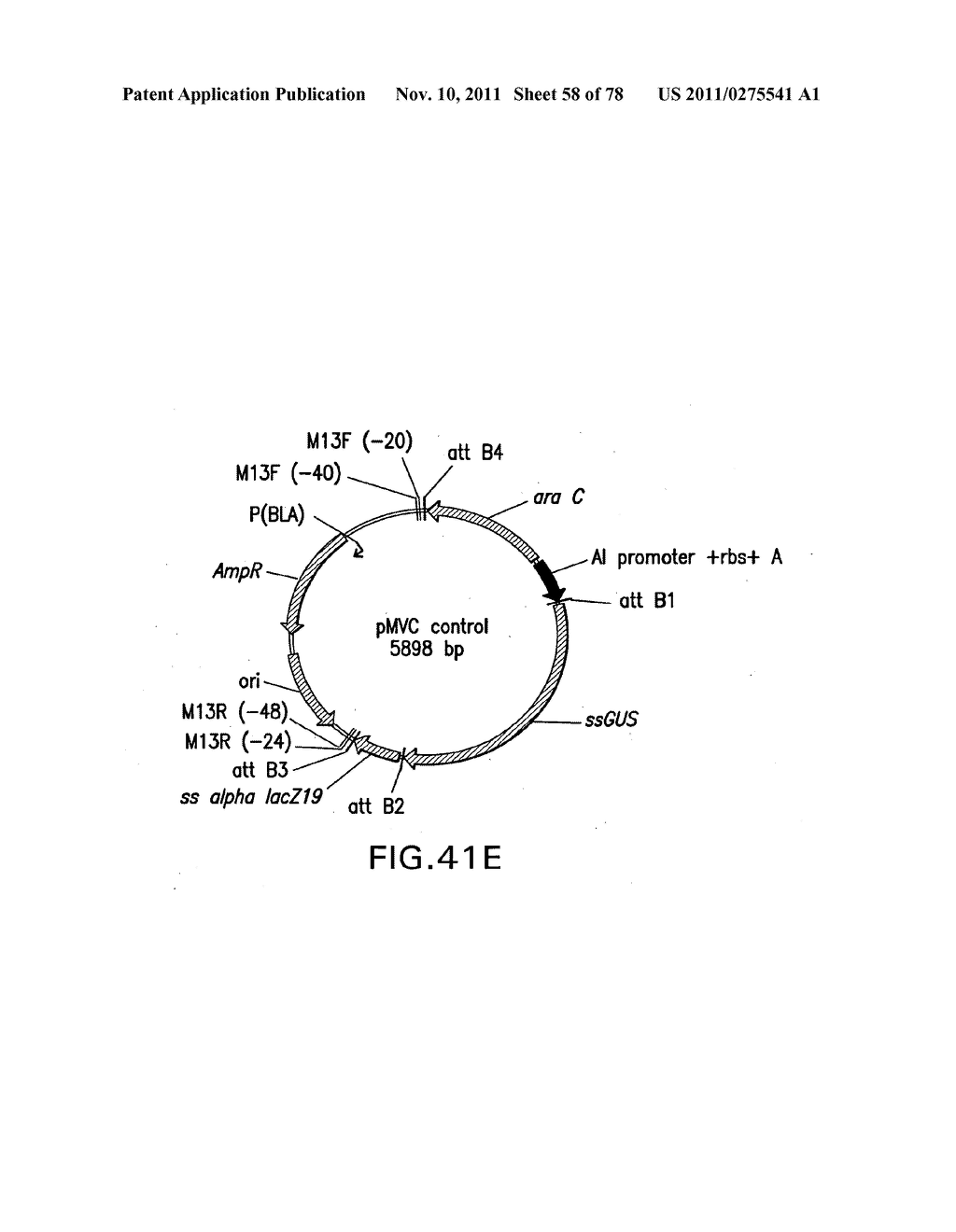 USE OF MULTIPLE RECOMBINATION SITES WITH UNIQUE SPECIFICITY IN     COMBINATIONAL CLONING - diagram, schematic, and image 59