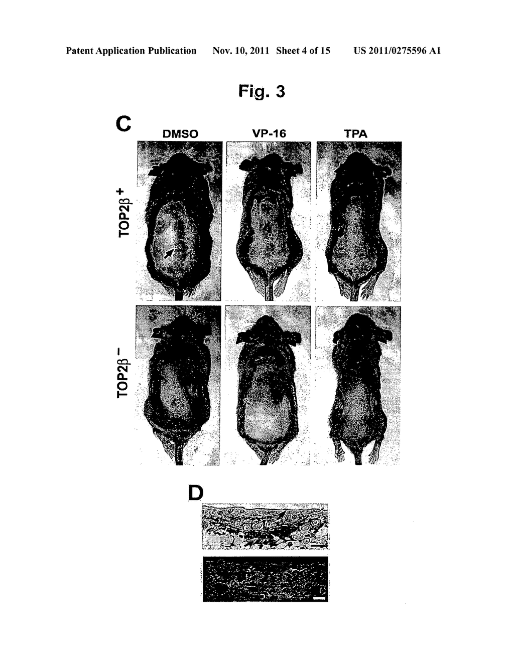 METHODS FOR TREATING NEOPLASIA AND FOR IDENTIFYING COMPOSITIONS USEFUL IN     SUCH THERAPY - diagram, schematic, and image 05