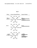 HIGHLY BRANCHED HK PEPTIDES AS EFFECTIVE CARRIERS OF siRNA diagram and image