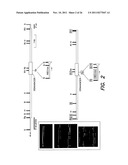 Genetically Modified Non-Human Mammals and Cells diagram and image