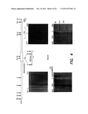 Genetically Modified Non-Human Mammals and Cells diagram and image