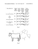 ARRANGEMENT AND METHOD FOR DETERMINING A BODY CONDITION SCORE OF AN ANIMAL diagram and image