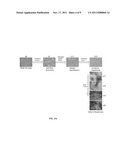 HEPATOCYTE PRODUCTION BY FORWARD PROGRAMMING diagram and image